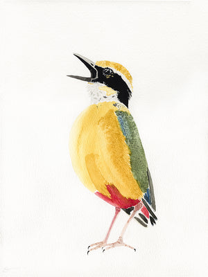 Indian pitta watercolor painting