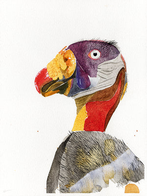 King vulture watercolor painting