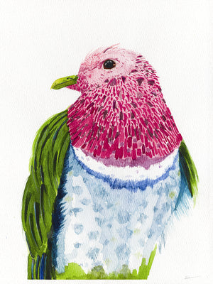 Pink-headed fruit dove watercolor painting