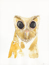 Sunda scops owl watercolor painting