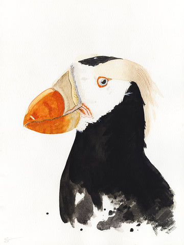Tufted puffin watercolor painting
