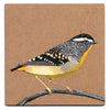 Spotted pardalote acrylic painting